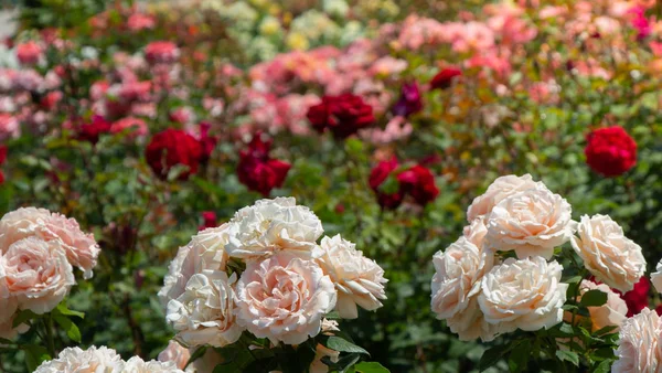 White roses in a botanical park in Istanbul — Stock Photo, Image