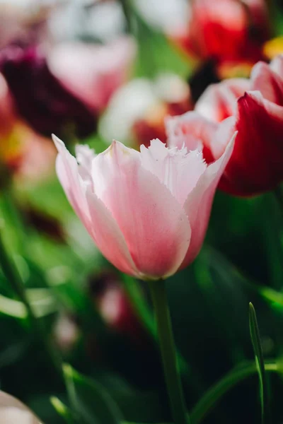Blooming beautiful colorful tulips flower in spring time — Stock Photo, Image
