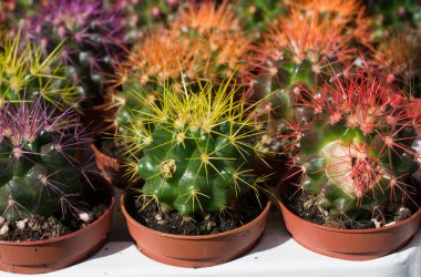 Küçük tencerede küçük renkli kaktüs