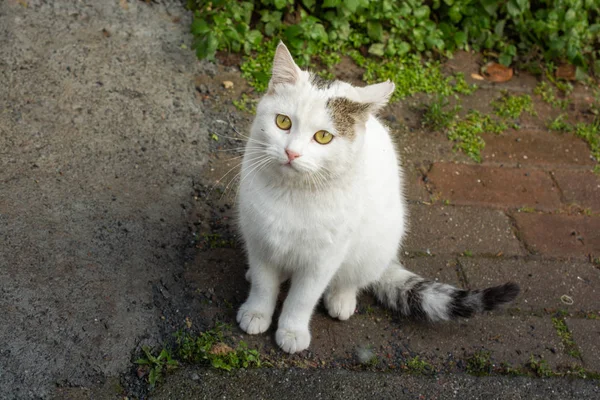 Lovely cat as domestic animal in view