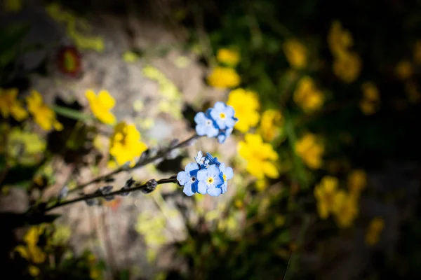 보기에 아름 다운 화려한 야생 꽃을 피 — 스톡 사진