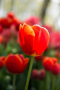 Lale alan bahar güzel Lale çiçek