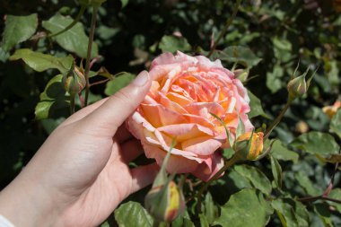 Güzel renkli gül çiçek el