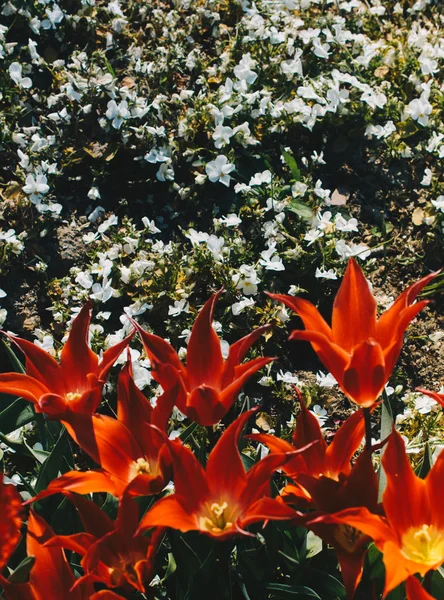 Flores de tulipán florecientes en primavera como fondo floral — Foto de Stock