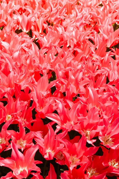 Kwitnące tulipan kwiaty wiosną jako kwiatowy tle — Zdjęcie stockowe