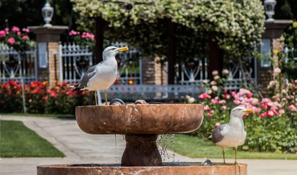 Gaviota como ave marina en jardín de rosas junto a la fuente — Foto de Stock