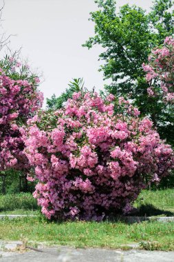 Pembe çiçekli Neryum zakkum ağacı. Romantik ve güzel.