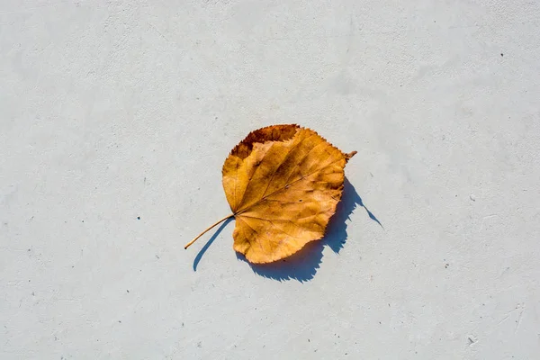 Один окремий сухий лист на вигляд — стокове фото