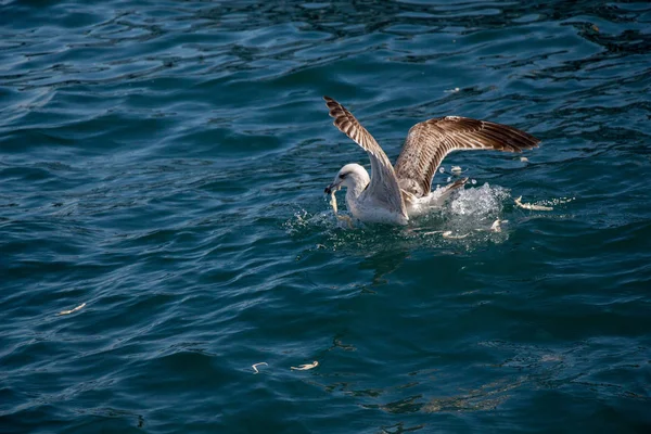 Gaviota volando sobre el mar — Foto de Stock