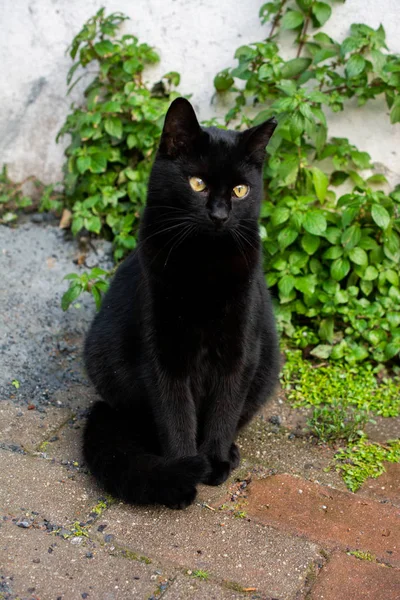 Bel gatto come animale domestico in vista — Foto Stock