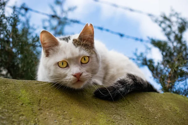 Gato adorável como animal doméstico em vista — Fotografia de Stock