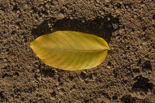 一个单独的干燥叶子在看法 — 图库照片
