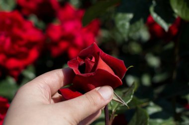 Güzel renkli gül çiçek el