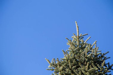 Üstten Görünüm ağaç dalları botanik Park'ta büyüyen ile yaprak