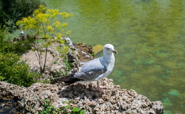 Seagull on the rock above the the water of a pond — Stock Photo, Image