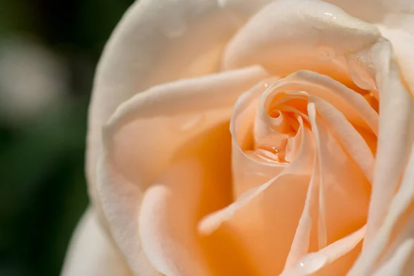 Colorful fresh rose in close up view — Stock Photo, Image