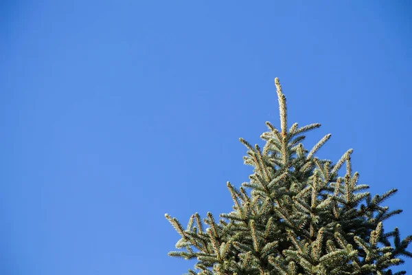 Ovanifrån träd blad med grenar som växer i botaniska park — Stockfoto