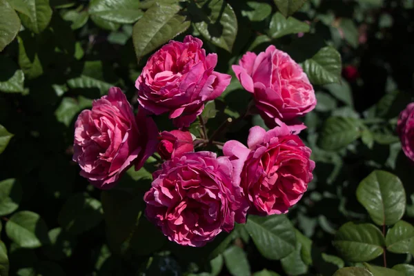 Rose garden with beautiful fresh roses — Stock Photo, Image
