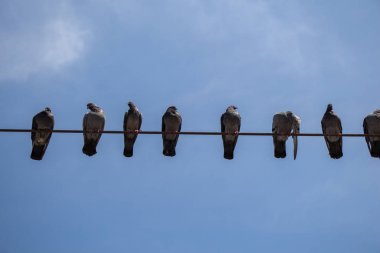 Tel gökyüzü arka plan ile güvercin tünemiş