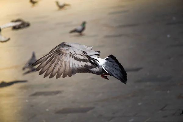 Прекрасные дикие голуби живут в городской среде — стоковое фото