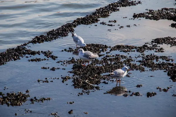 Gabbiano in piedi sulla riva in riva al mare — Foto Stock