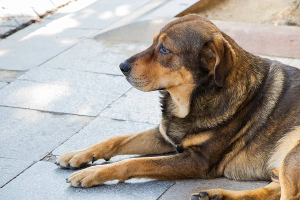 Perro callejero al aire libre como concepto animal — Foto de Stock