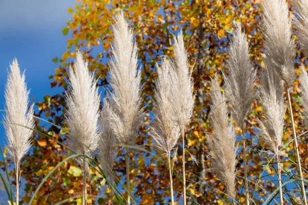 Cortaderia selloana, широко известный как пампас трава, на дисплее — стоковое фото