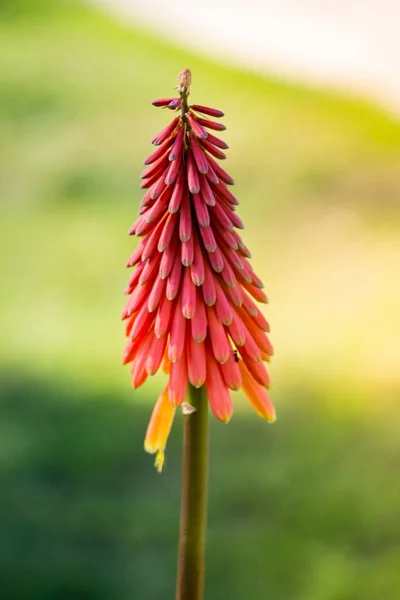 レッドホットポーカーは、自然の庭の設定で花をバラ — ストック写真