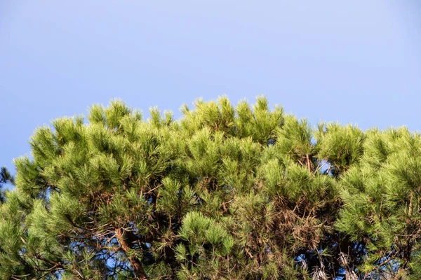 Pohled shora strom listy s větvemi rostoucí v botanickém parku — Stock fotografie