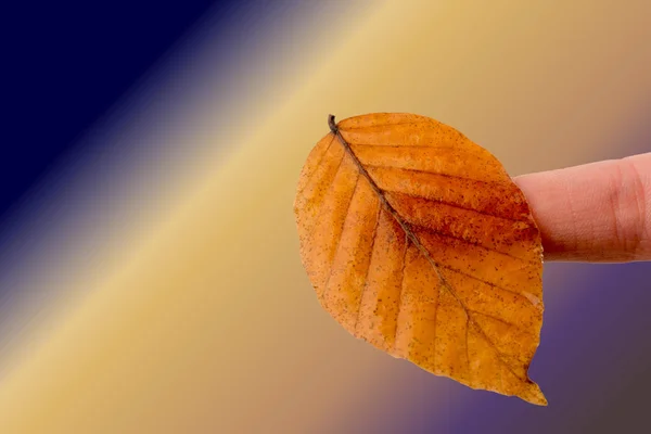 Hand holding a dry autumn leaf on a white background