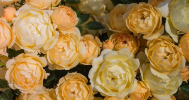 Bir bahar adam olarak güzel taze gül