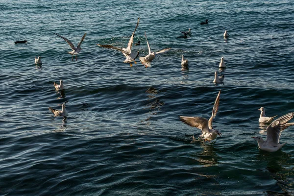 Gaivotas como aves marinhas estão sobre e sobre a água do mar — Fotografia de Stock