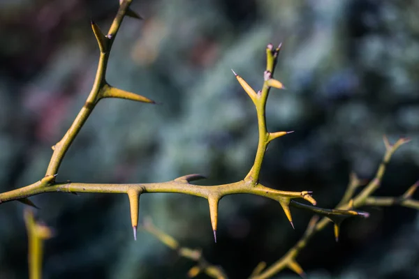 Nahaufnahme eines dornigen Stängels einer Pflanze in der Ausstellung — Stockfoto