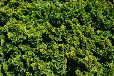 Ağaç yaprakları bitki örtüsünün çiçekli arka planıdır.