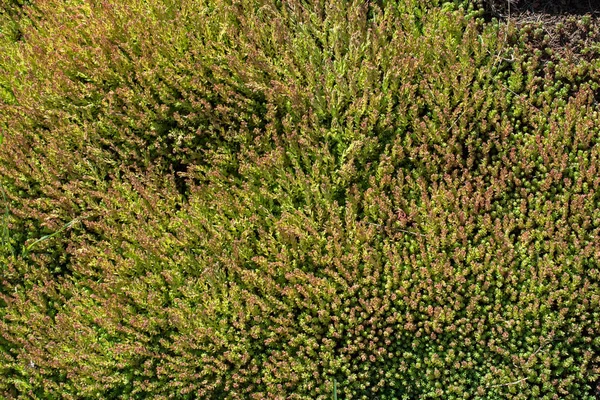 Folhas verdes da primavera como pano de fundo — Fotografia de Stock