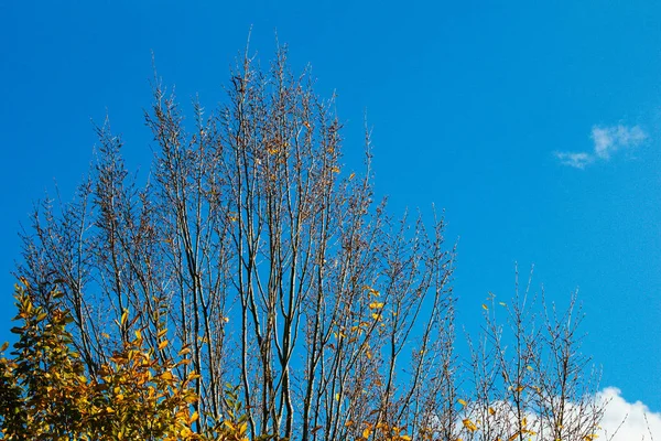 Top view tree leaves with branches growing in botanical park