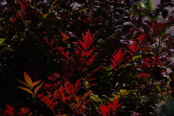 Hojas como fondo de naturaleza floral del concepto otoño-otoño — Foto de Stock