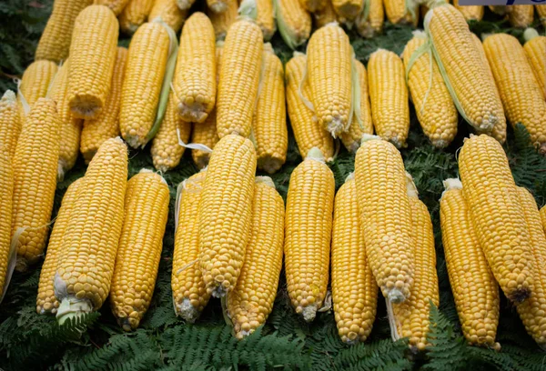 Abundância de espigas de milho descascadas orgânicas após a colheita do outono . — Fotografia de Stock