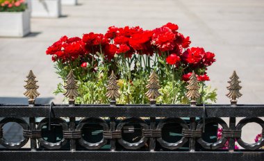 Saksıyı güzel çiçeklerle