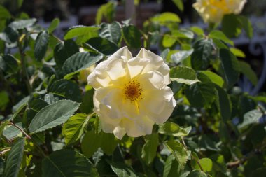 Güzel renkli gül çiçek