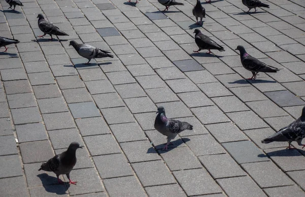 美丽的野生鸽子生活在城市环境中 — 图库照片