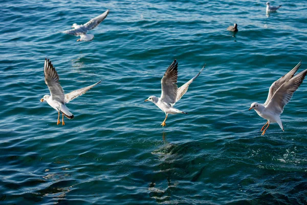 Möwen sind auf und über dem Meer — Stockfoto