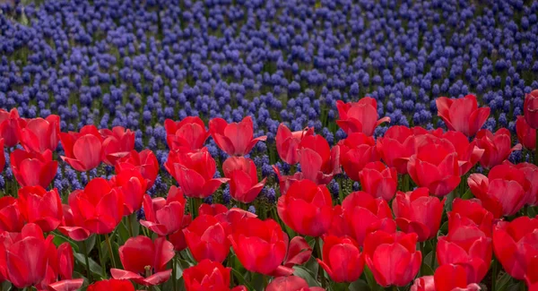 Весной на тюльпановом поле цветут красивые тюльпаны — стоковое фото