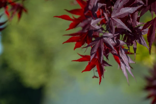 Сухе листя як осінній фон — стокове фото