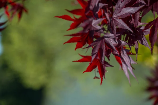 Trockenes Laub als herbstlicher Hintergrund — Stockfoto