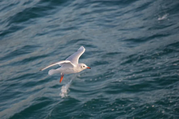 Única gaivota como aves marinhas é sobre a água do mar — Fotografia de Stock