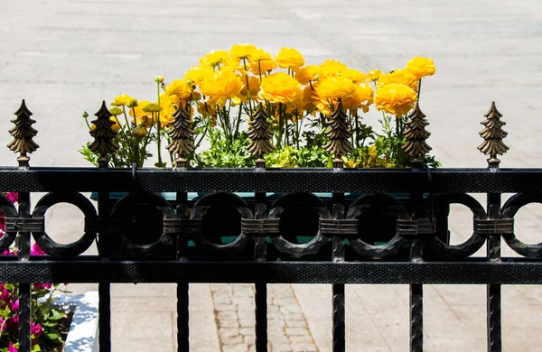 Maceta con hermosas flores en ella — Foto de Stock