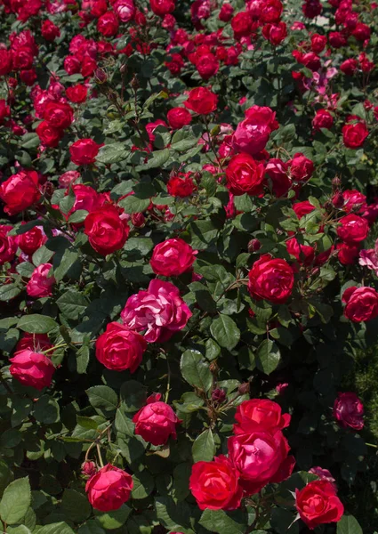 Цветущий красивый красный цвет букет роз в саду — стоковое фото
