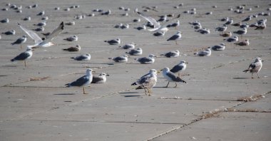 Bir beton zemin üzerinde kalan martılar yanıyor
