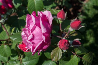 Güzel renkli gül çiçek